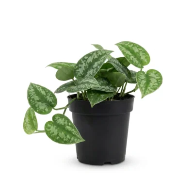 Satijnpothos – Satijnplant