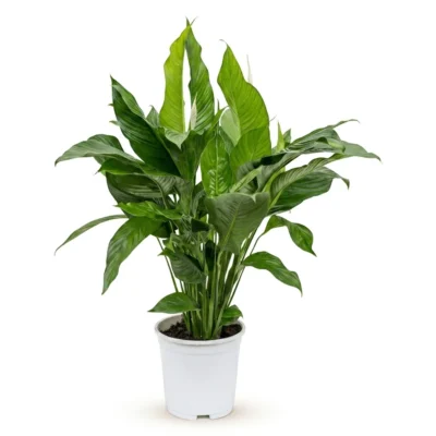 Lepelplant – ‘Sweet Lauretta’ Bush