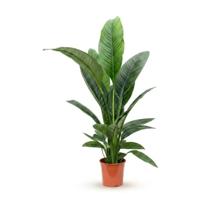 Lepelplant – ‘Sensation’ Bush