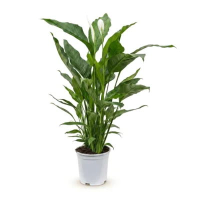Lepelplant – ‘Sweet Sebastiano’ Bush