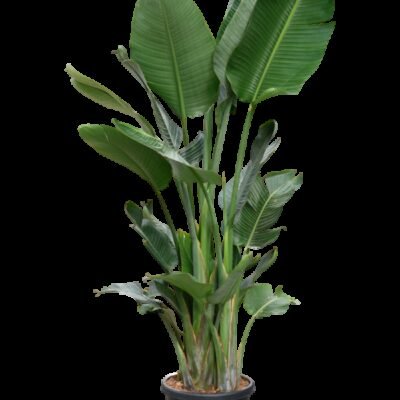 Strelitzia nicolai – Paradijsvogelplant 4pp