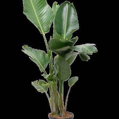 Strelitzia nicolai – Paradijsvogelplant 2-3pp - 165