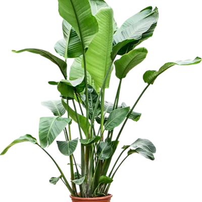 Strelitzia nicolai – Paradijsvogelplant 6pp - 180