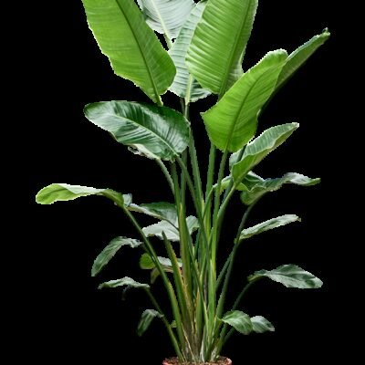 Strelitzia nicolai – Paradijsvogelplant 4pp