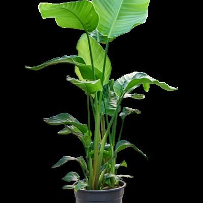 Strelitzia nicolai – Paradijsvogelplant 4pp - 110