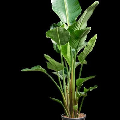 Strelitzia nicolai – Paradijsvogelplant 2-3pp - 210