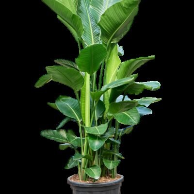 Strelitzia nicolai – Paradijsvogelplant 6pp - 200