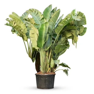 Paradijsvogelplant – (320-350cm) Toef