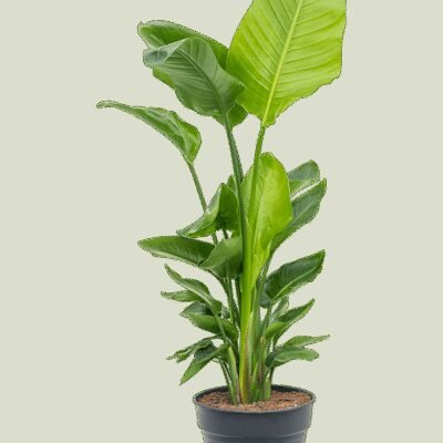 Strelitzia nicolai – Paradijsvogelplant 2-3pp
