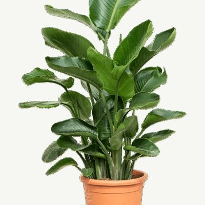 Strelitzia nicolai – Paradijsvogelplant 4pp - 120