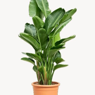 Strelitzia nicolai – Paradijsvogelplant 4pp - 185