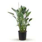 Paradijsvogelplant Reginae – Toef