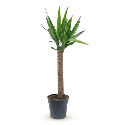 Palmlelie – 60-30