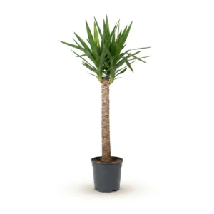 Yucca Toef