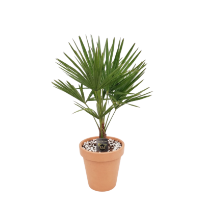 Mediterrane buitenplant in terracotta pot - Palm