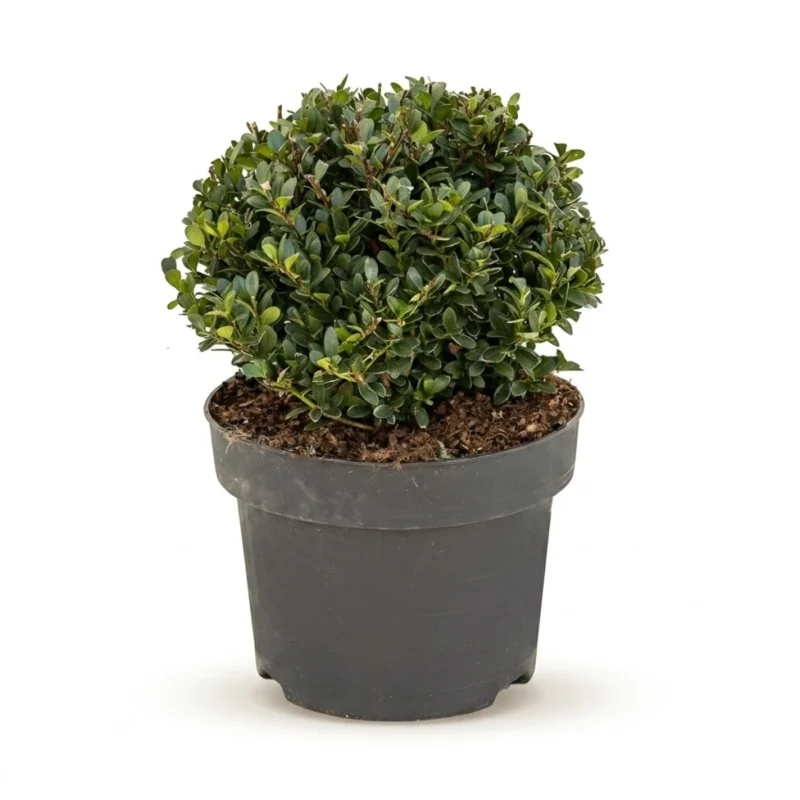 Japanse Hulst – ‘Dark Green’ Bol (25)