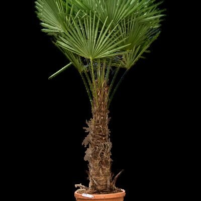 Windmolenpalm (Trachycarpus fortunei) - 210