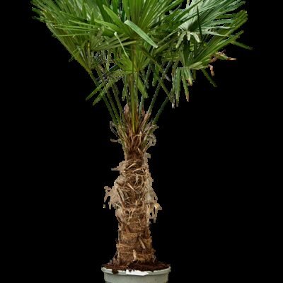 Trachycarpus ‘fortunei’ - 175