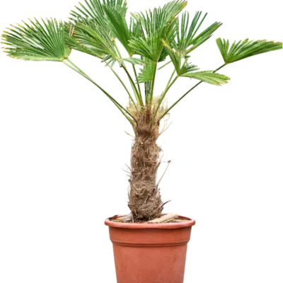 Trachycarpus Wagnerianus - Waaierpalm