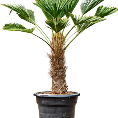 Trachycarpus Wagnerianus - Waaierpalm - 140