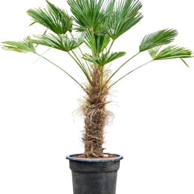 Trachycarpus Wagnerianus - Waaierpalm - 160