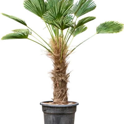 Trachycarpus Wagnerianus - Waaierpalm - 170