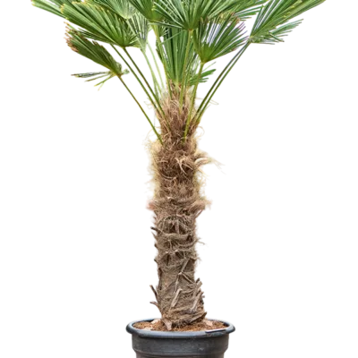 Trachycarpus Wagnerianus - Waaierpalm - 200