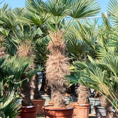 Trachycarpus Wagnerianus - Waaierpalm - 225