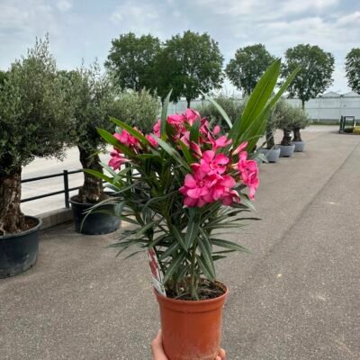 Nerium oleander rood 40 cm - compacte struik