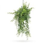 Aeschynanthus Japhrolepis hang