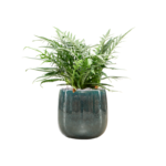 Aglaomorpha 'Jim' 67 cm - in Balloon pot 31