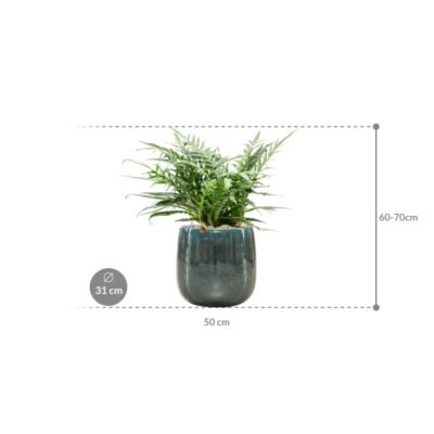 Aglaomorpha ‘Jim’ 67 cm – in Balloon pot 31 - afbeelding 2