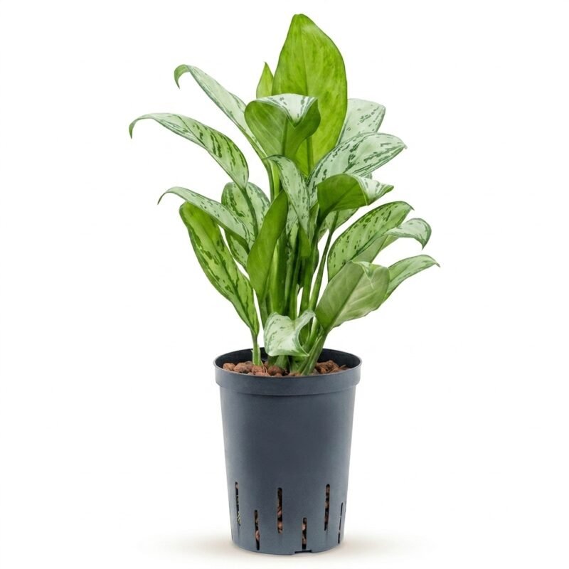 Aglaonema kopen bij Plantscount