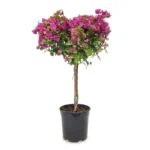 Bougainvillea op stam paars 90 cm - pot 21 cm