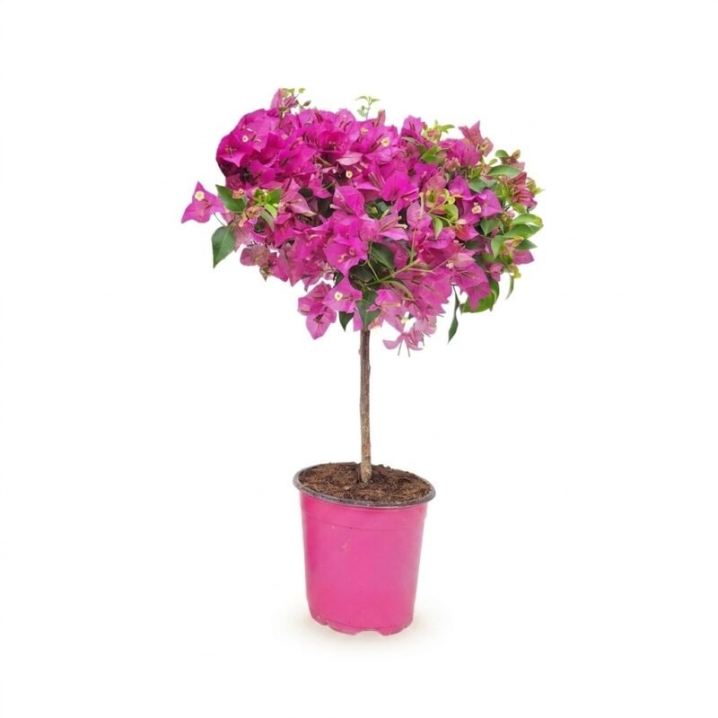 Bougainvillea op stam