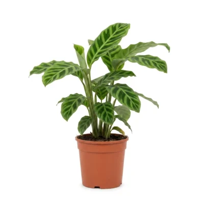 Calathea zebrina