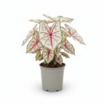 Caladium XL 60 cm - potmaat 21
