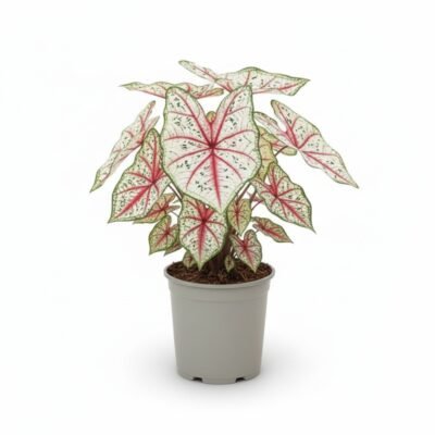 Caladium XL 60 cm - potmaat 21