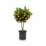 Calamondin op stam 70 cm - potmaat 19