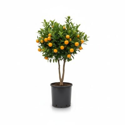 Calamondin op stam van circa 70 cm in potmaat 19 met glanzend donkergroen blad en oranje vruchtjes in een lichte kamer