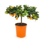 Calamondin op stam