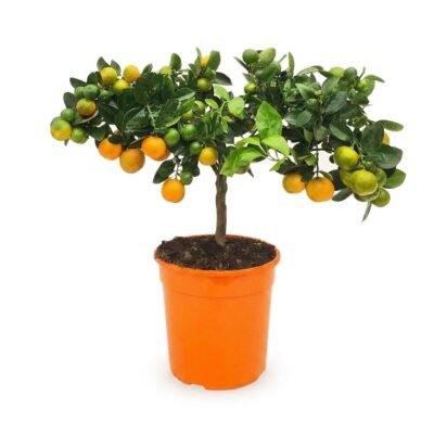 Calamondin op stam