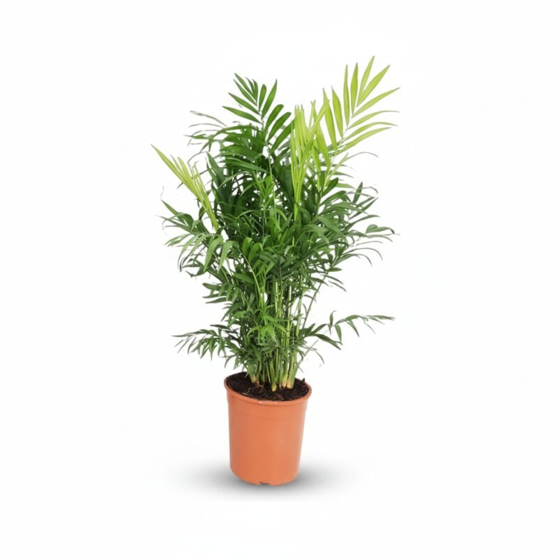 Chamaedorea elegans van 75 cm hoog in kweekpot 19 cm met vol, fijn geveerd donkergroen blad