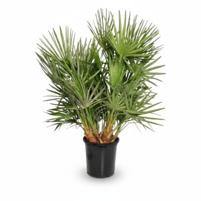 Chamaerops humilis