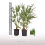 Chamaerops humilis