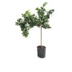 Citroen Carrubaro op stam 150 cm - pot 28 cm