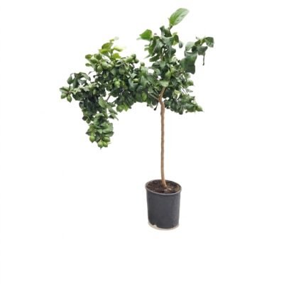 Citroen Carrubaro op stam 150 cm - pot 28 cm