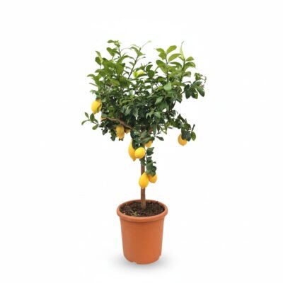 Citroen op stam 140 cm - voor zonnige plekken