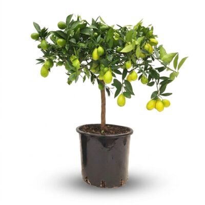 Citrus × floridana – limequat op stam - 70
