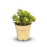 Crassula Minor